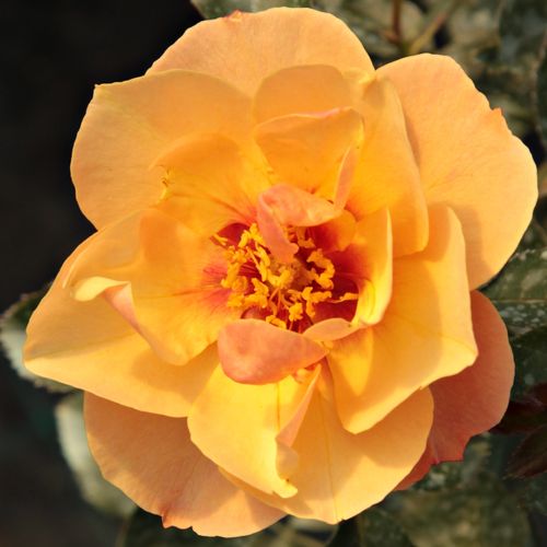 E-commerce, vendita, rose, in, vaso rose floribunde - arancione - Rosa Persian Sun™ - rosa dal profumo discreto - Martin Vissers - ,-